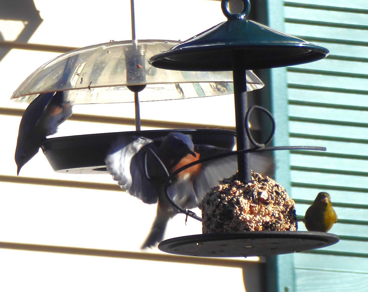 Painted Bunting - ML646066557