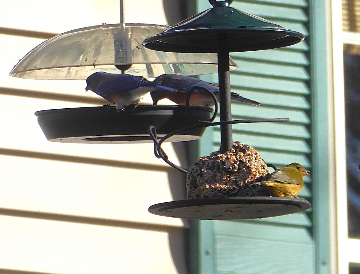 Painted Bunting - ML646066558