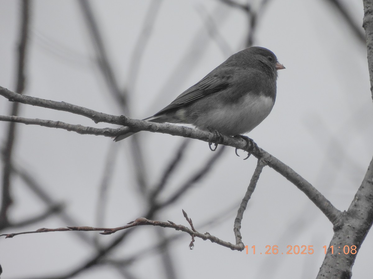 Dark-eyed Junco - ML646066567