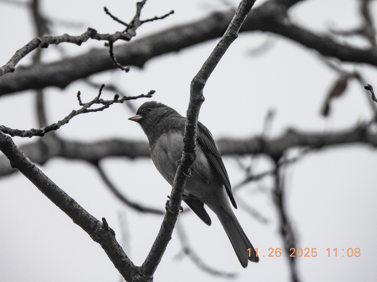 Dark-eyed Junco - ML646066569