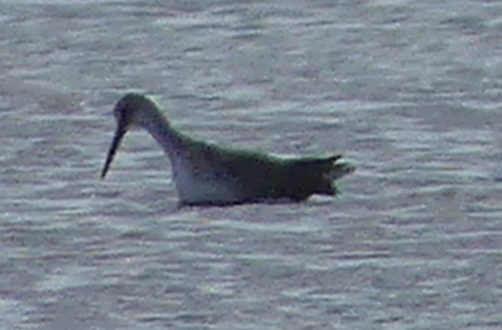 Grand Chevalier - ML646066573