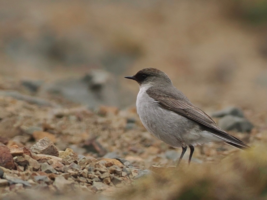 Maskengrundtyrann - ML646066583