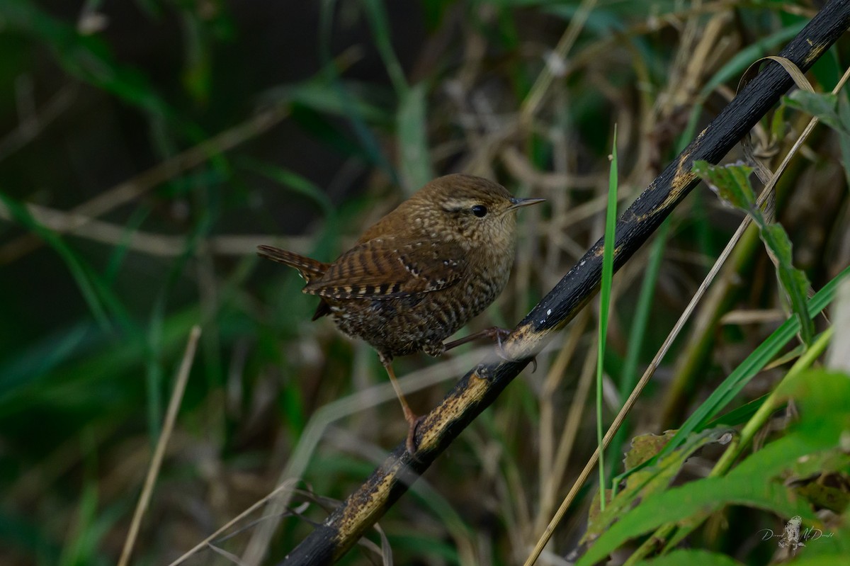 Winter Wren - ML646066586