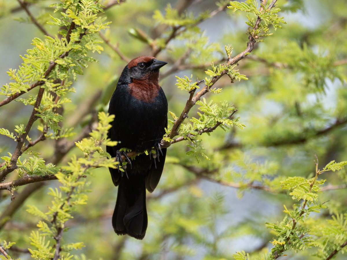 Chestnut-capped Blackbird - ML646066599
