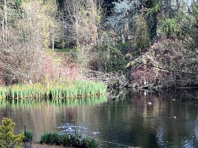 Crystal Springs Rhododendron Garden, Multnomah, Oregon, United