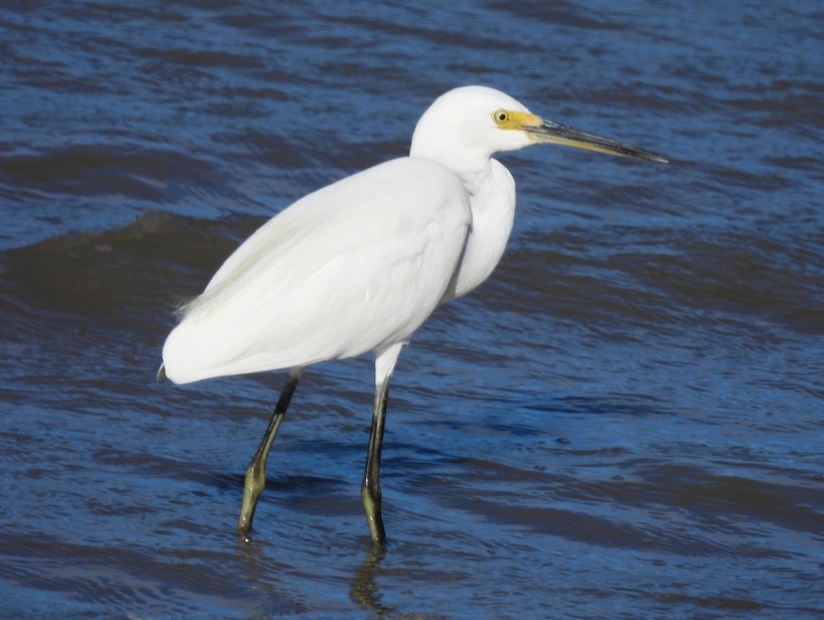 Little Egret - ML646066605