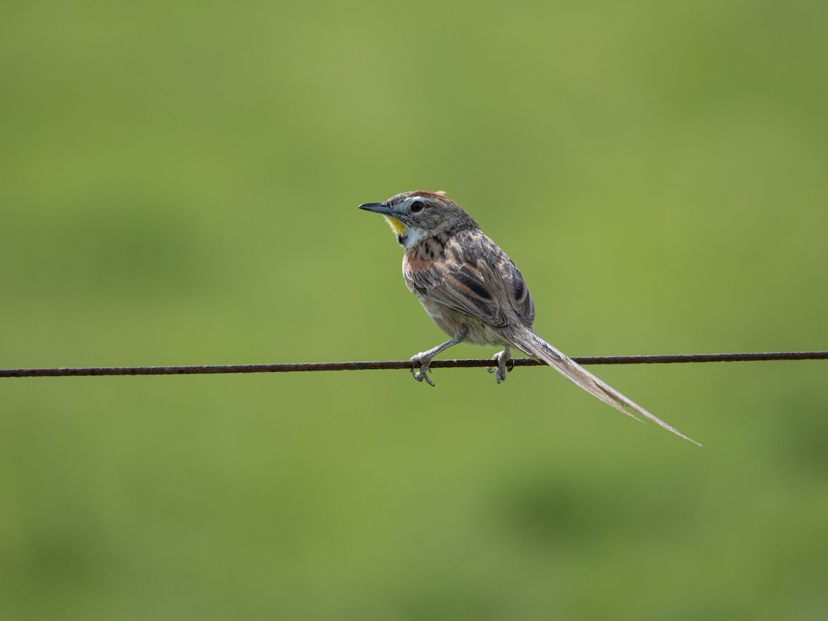 Chotoy Spinetail - ML646066614