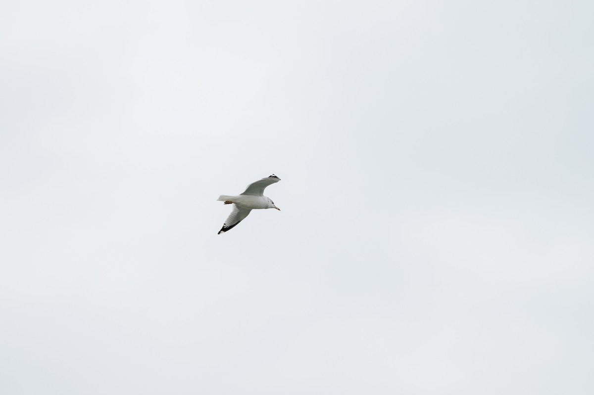Ring-billed Gull - ML646066615