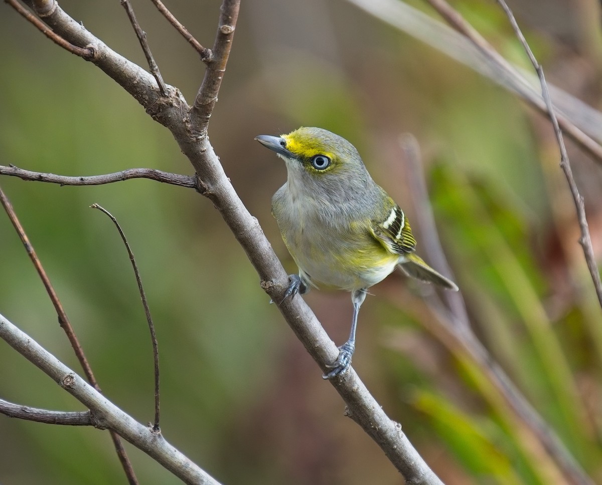 zelenáček bělooký - ML646066622