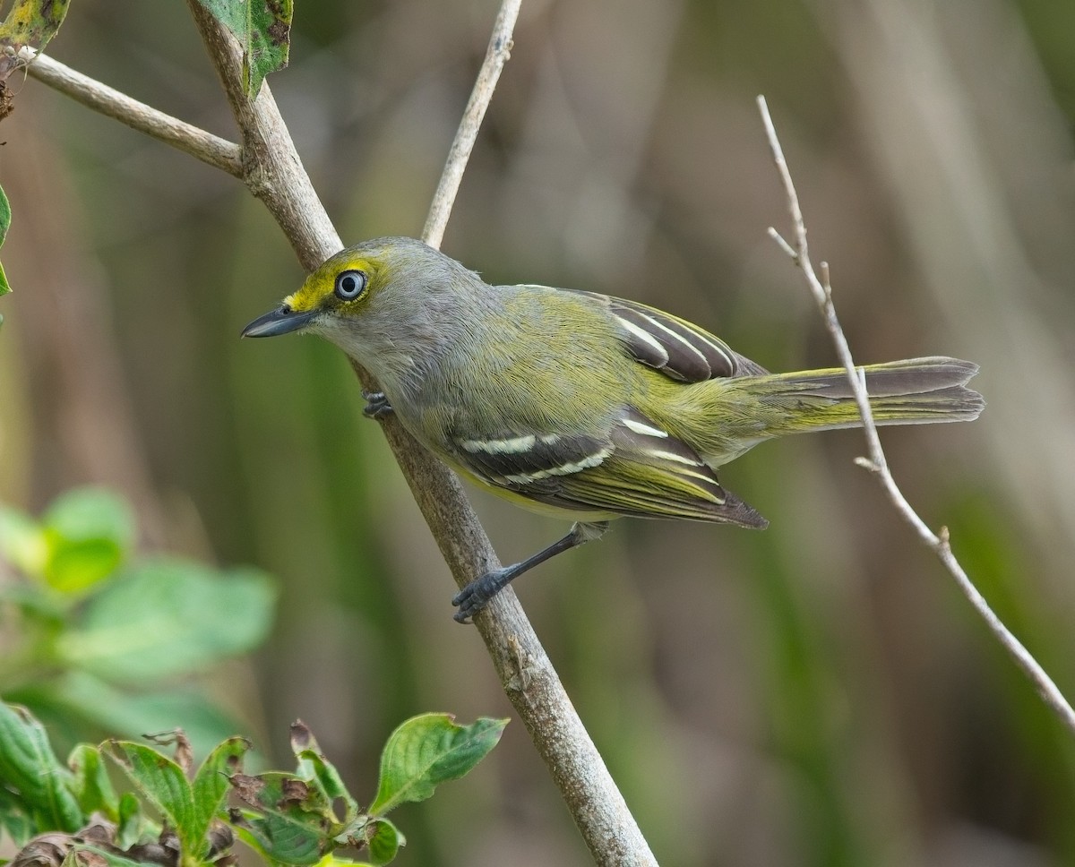 zelenáček bělooký - ML646066623