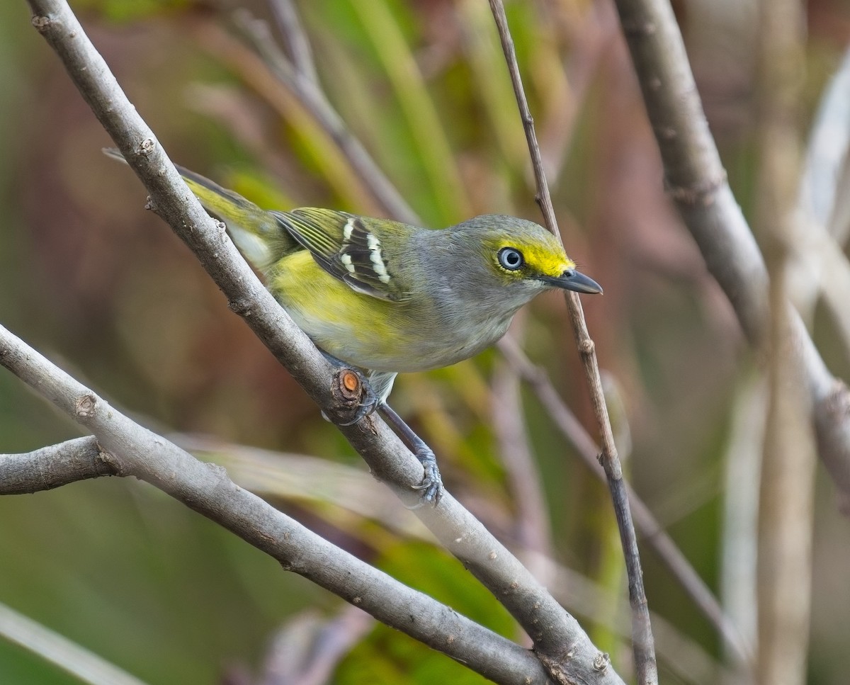 zelenáček bělooký - ML646066624