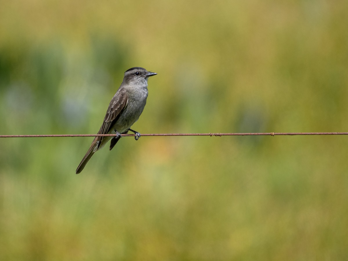 Crowned Slaty Flycatcher - ML646066629