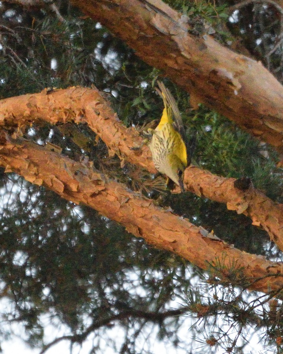Eurasian Golden Oriole - ML646066636