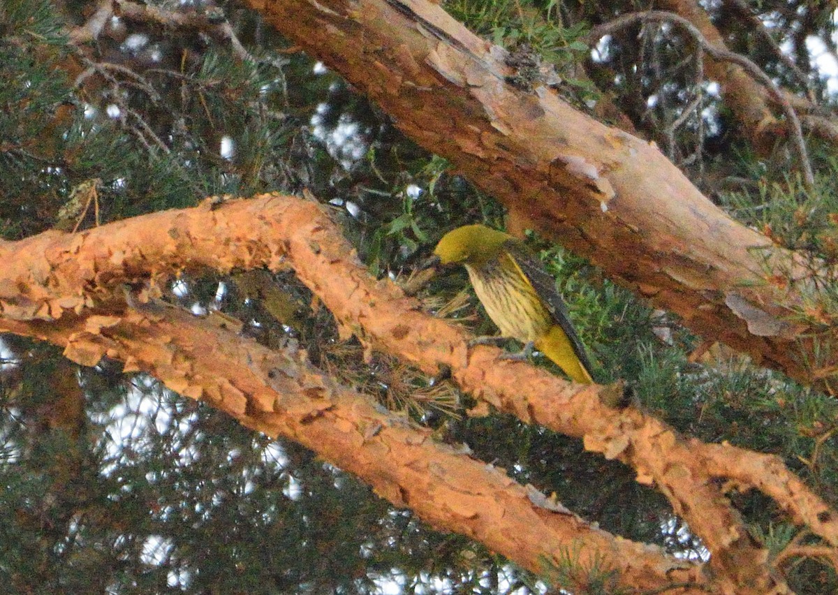 Eurasian Golden Oriole - ML646066637