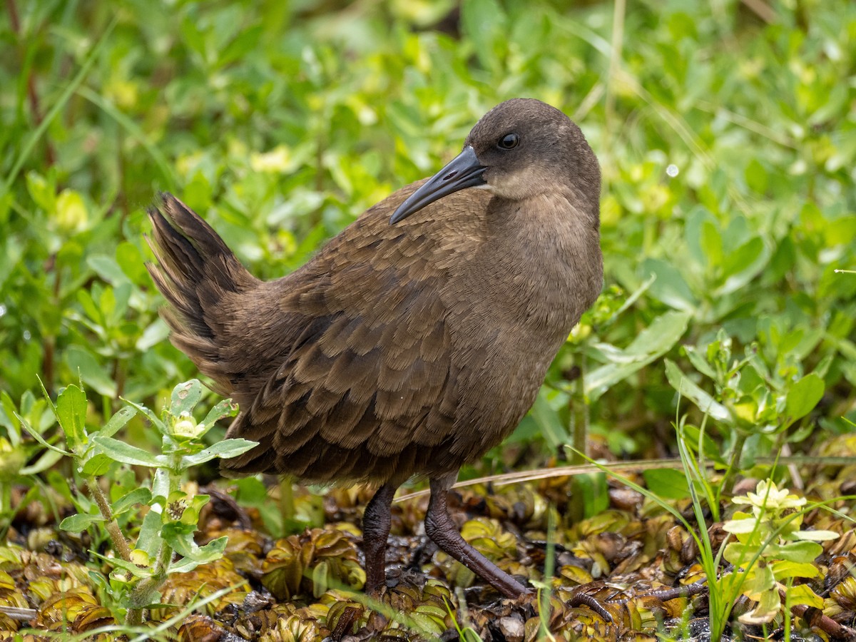 Kurşuni Sukılavuzu - ML646066639