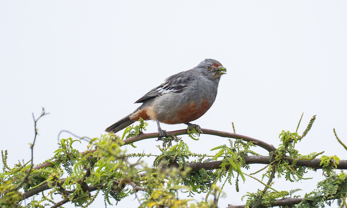 Рара перуанська - ML646066641