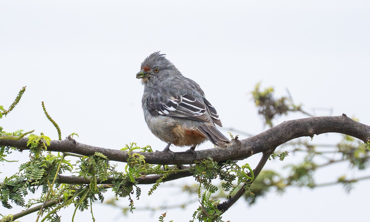 Рара перуанська - ML646066642