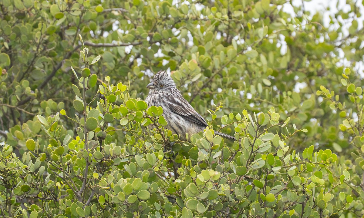 Рара перуанська - ML646066643