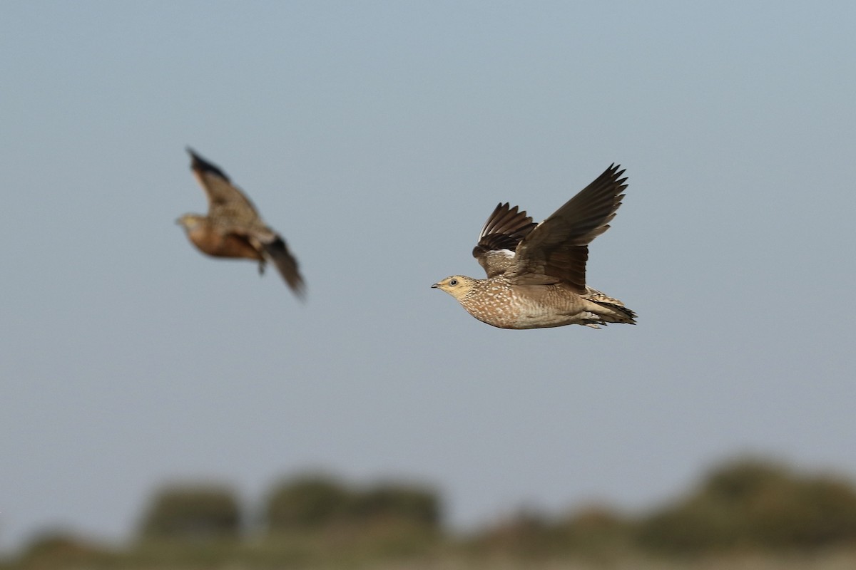 Burchell's Sandgrouse - ML646066644