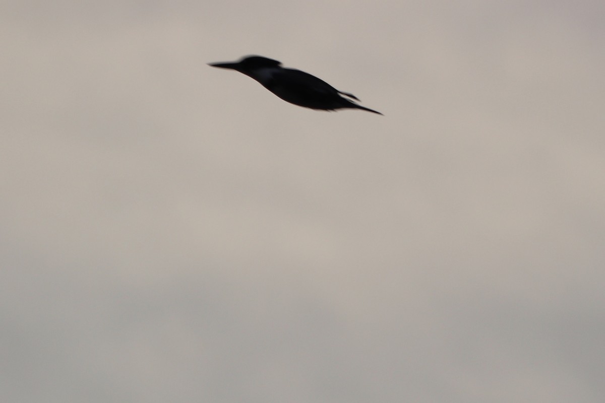 Belted Kingfisher - ML646066646