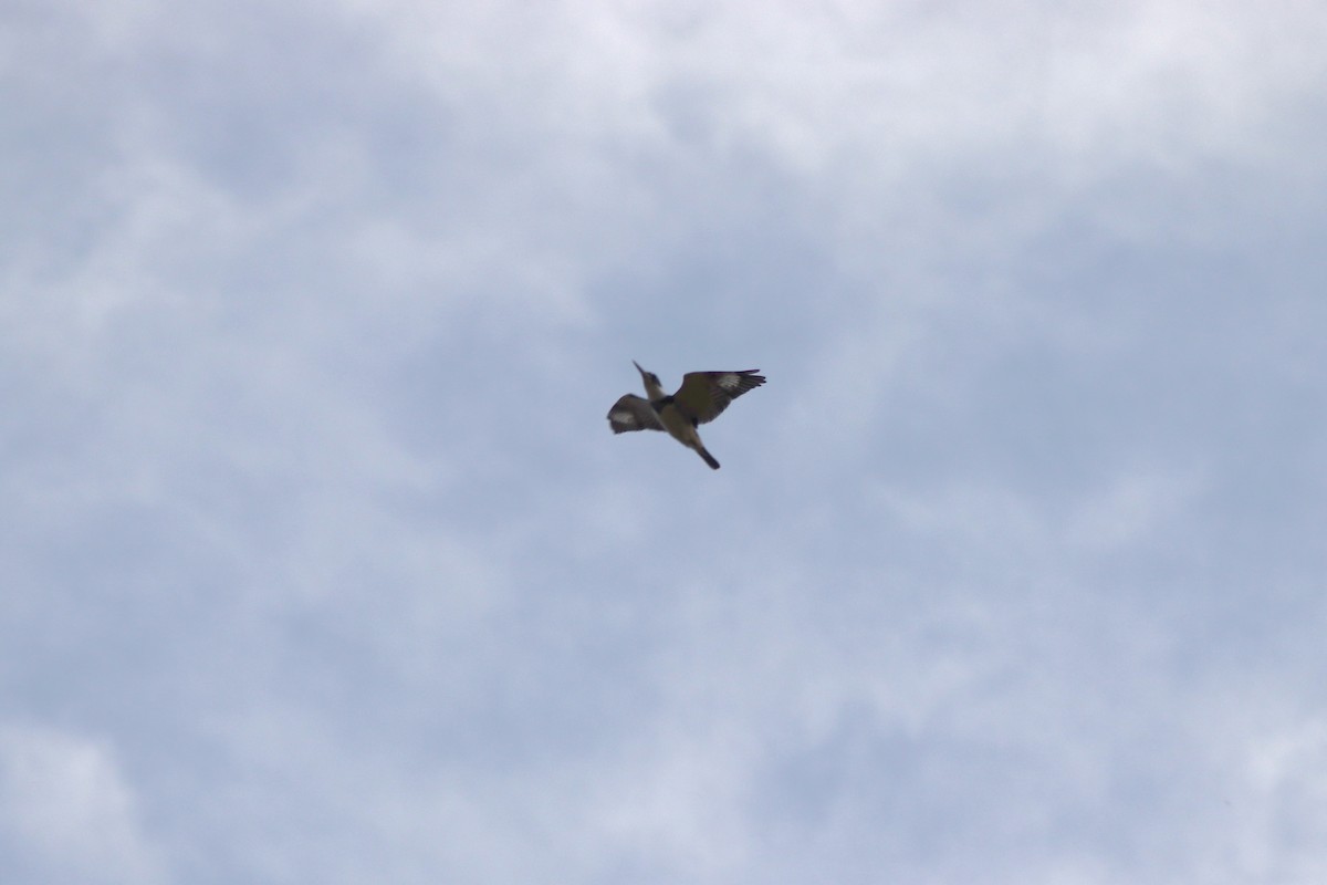 Belted Kingfisher - ML646066650