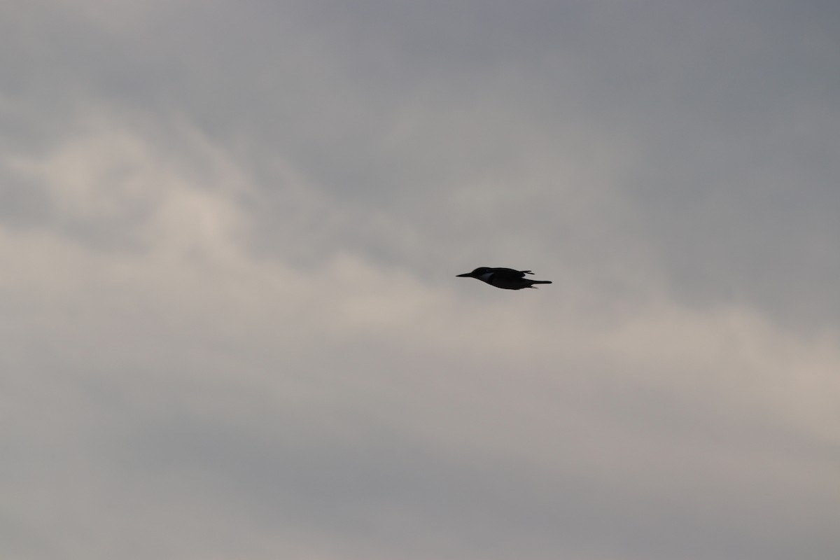 Belted Kingfisher - ML646066651