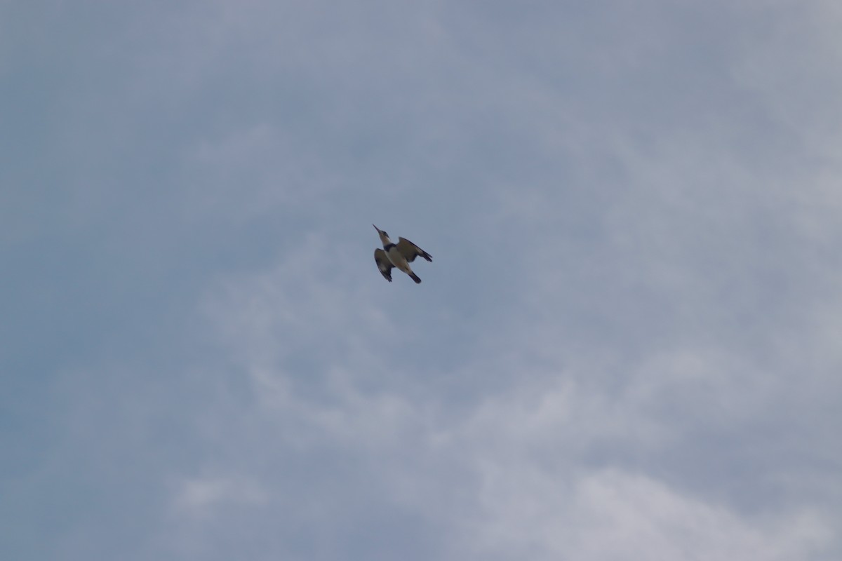 Belted Kingfisher - ML646066652