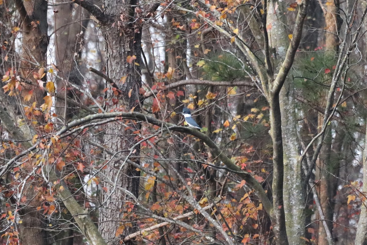 Belted Kingfisher - ML646066654