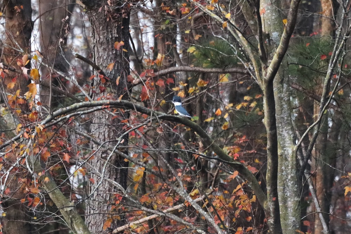 Belted Kingfisher - ML646066655
