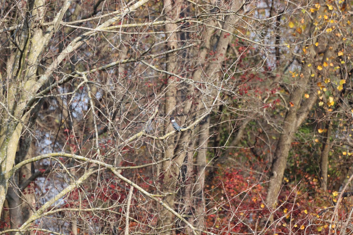 Belted Kingfisher - ML646066657