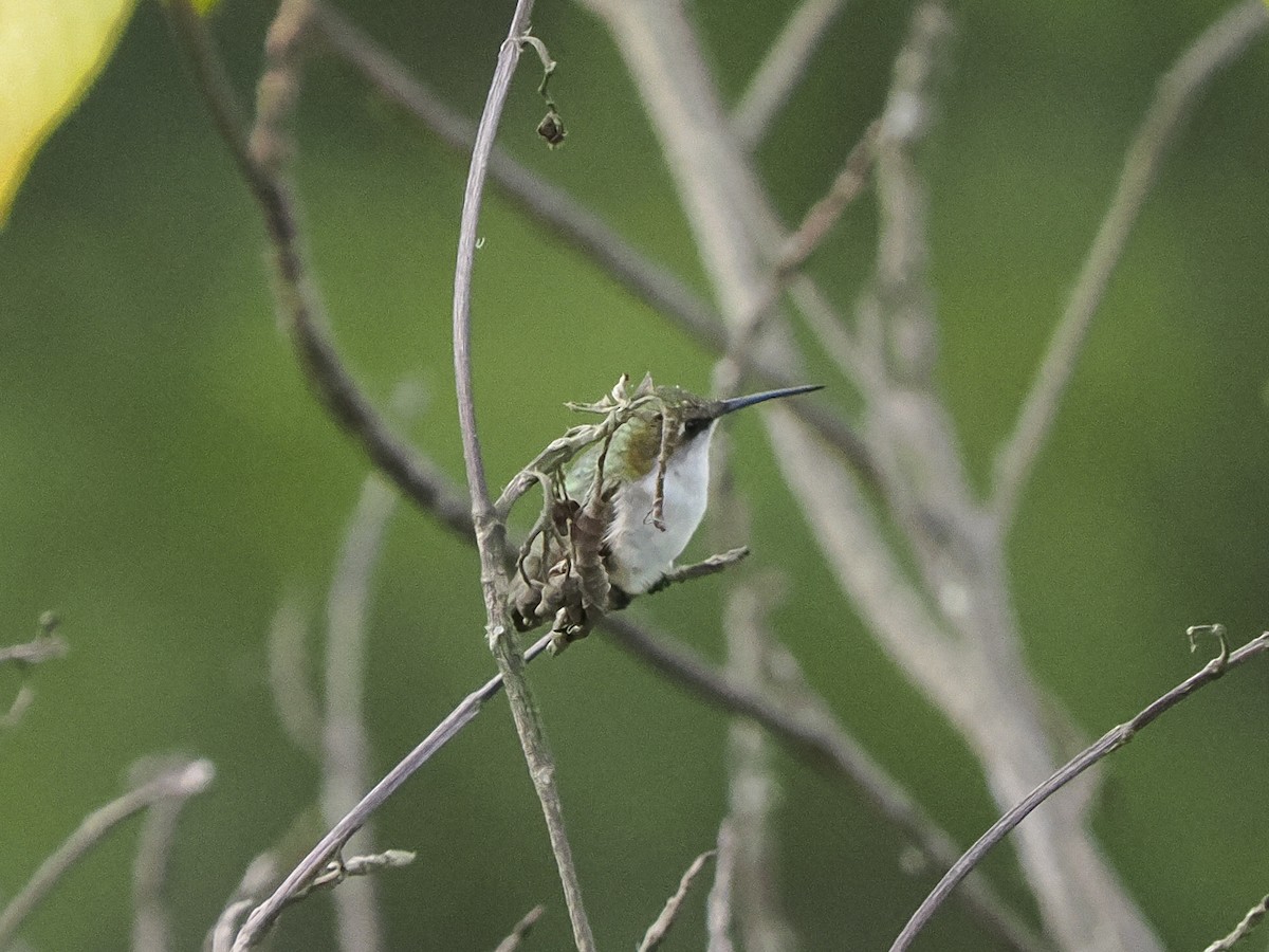 Colibrí Gorjirrubí - ML646066661