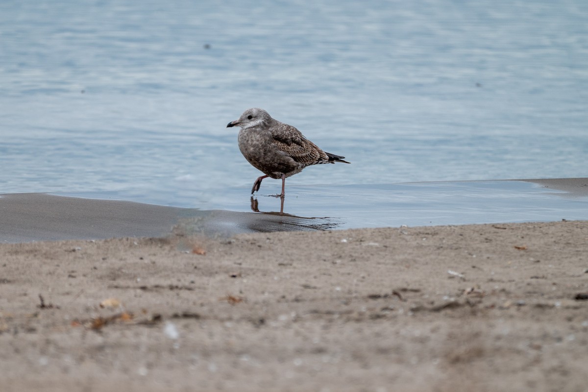 American Herring Gull - ML646066663