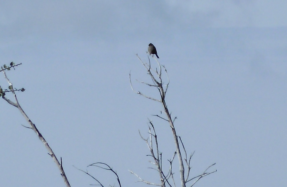 White-crowned Sparrow (Gambel's) - ML646066664