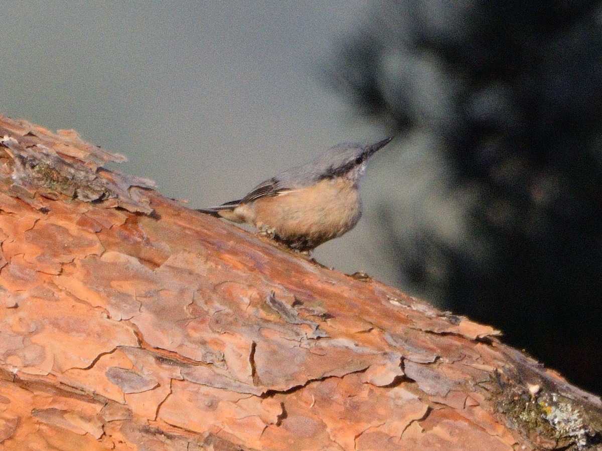 Eurasian Nuthatch - ML646066665