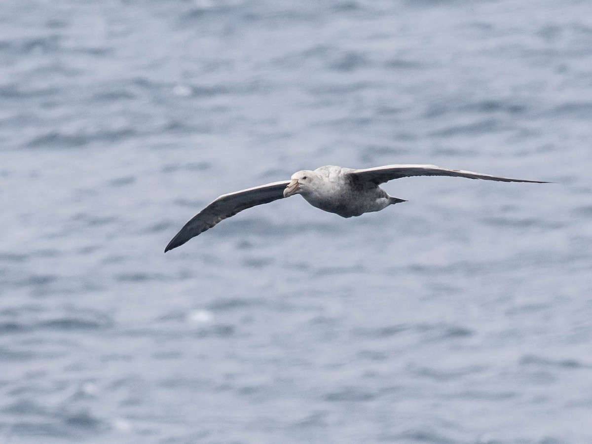 sørkjempepetrell - ML646066680