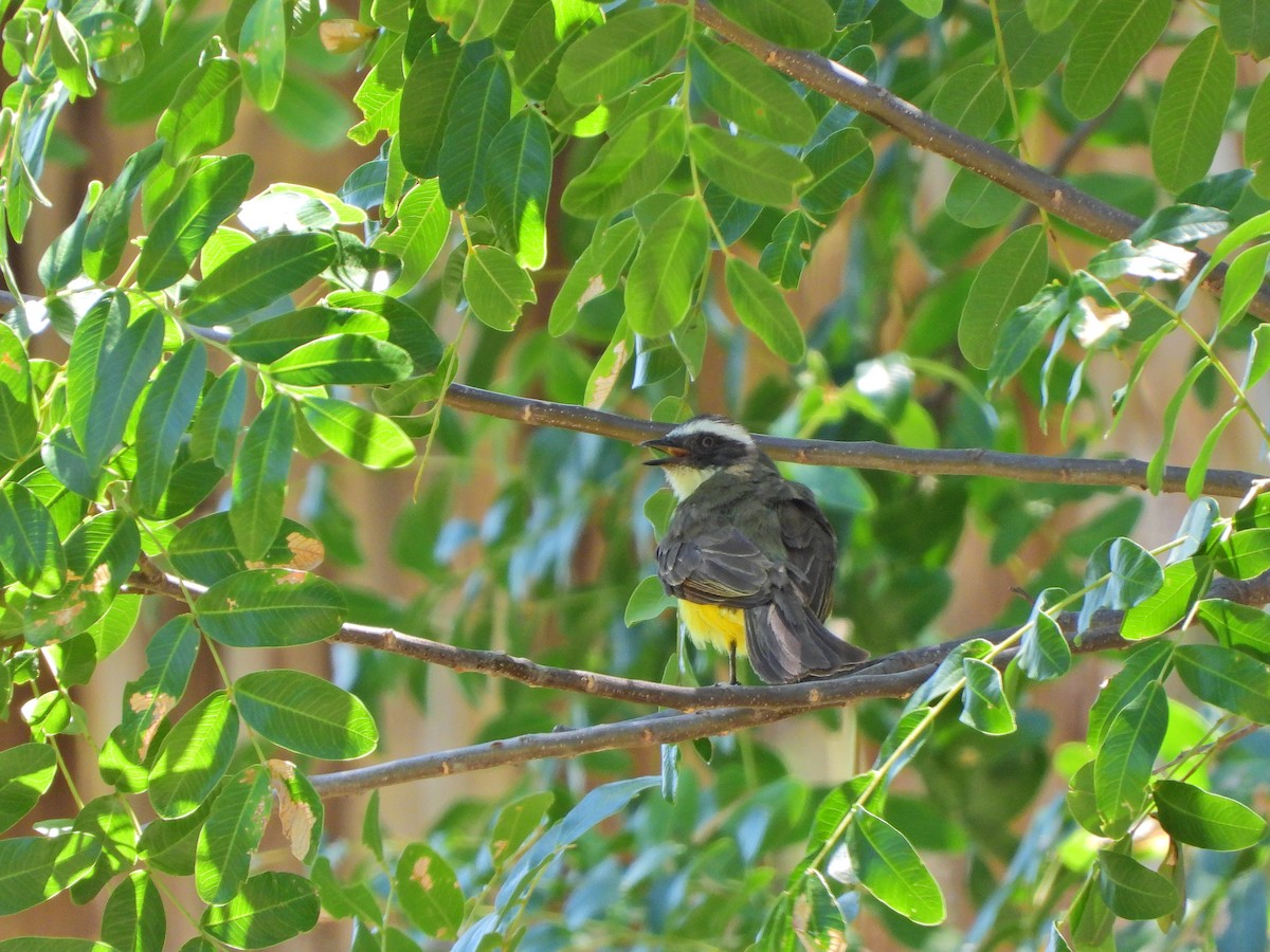 Красношапочный бентеви - ML646066685