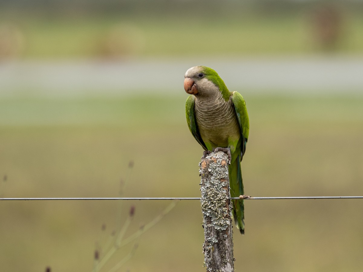 Monk Parakeet - ML646066686