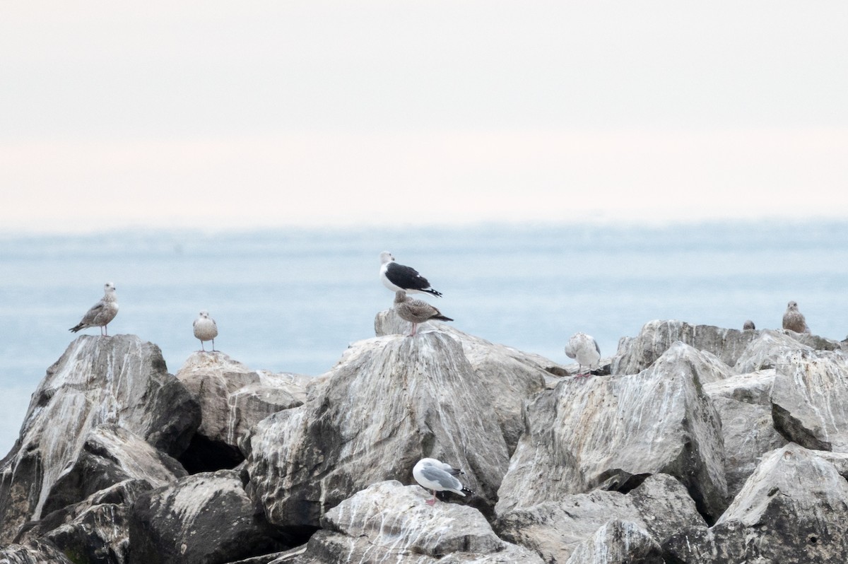 Great Black-backed Gull - ML646066690