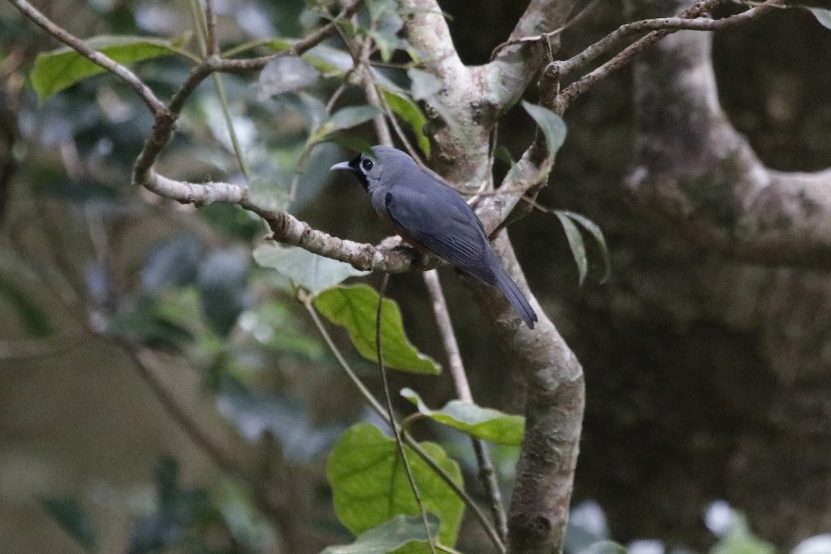 Black-faced Monarch - ML646066696