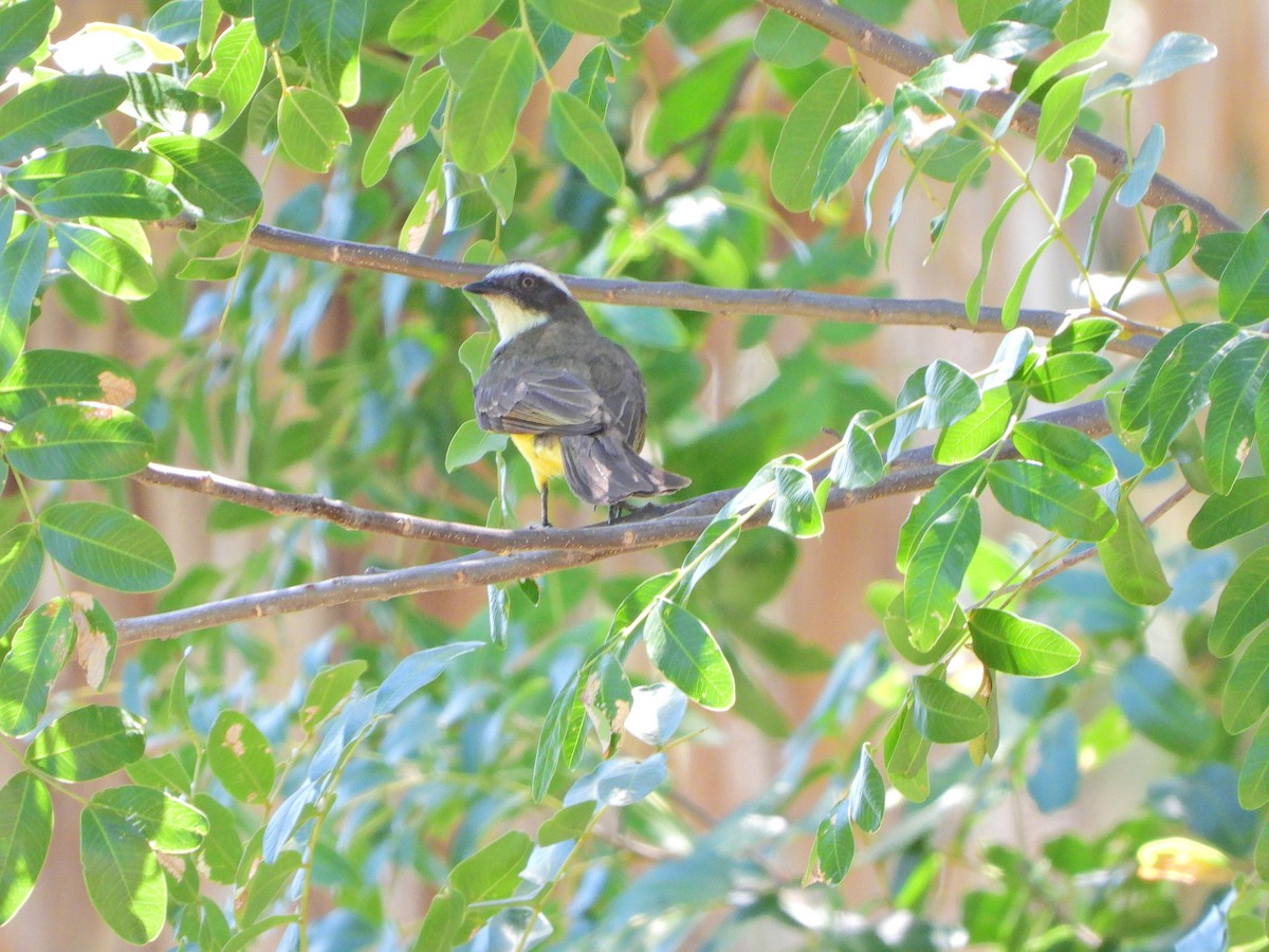 Красношапочный бентеви - ML646066701