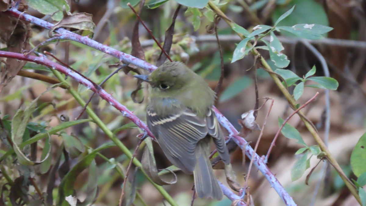Western Flycatcher - ML646066702