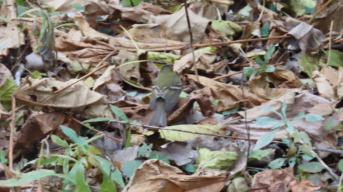 Western Flycatcher - ML646066703