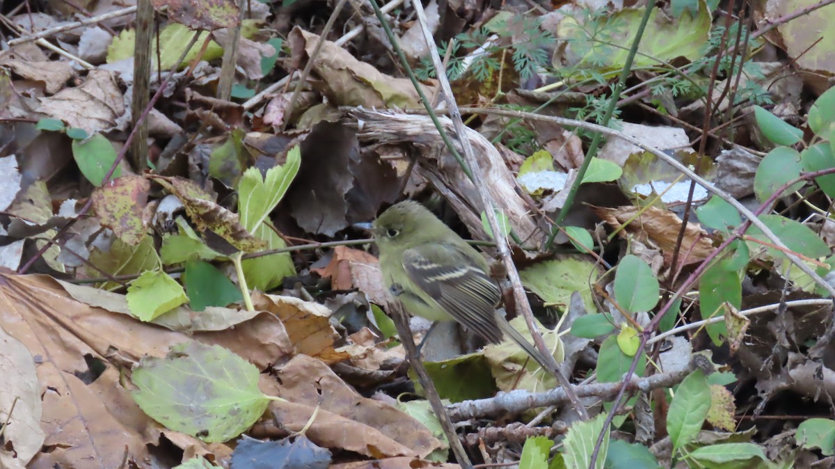 Western Flycatcher - ML646066704