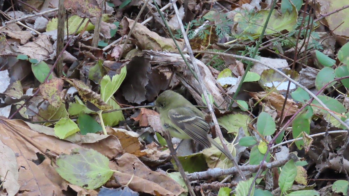 Western Flycatcher - ML646066705