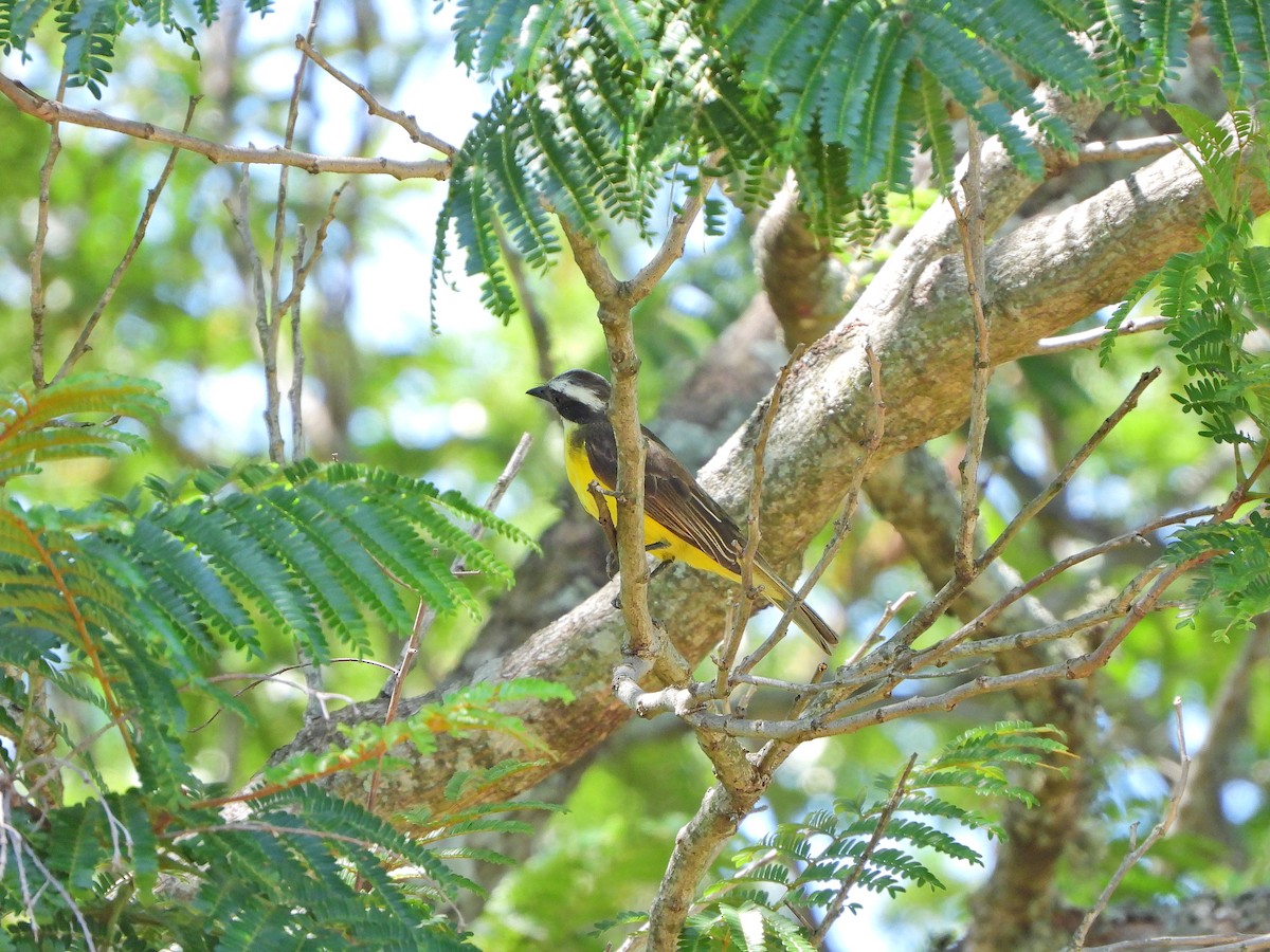 Красношапочный бентеви - ML646066731