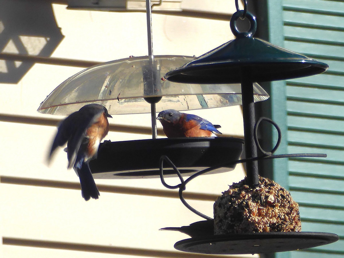 Eastern Bluebird - ML646066741