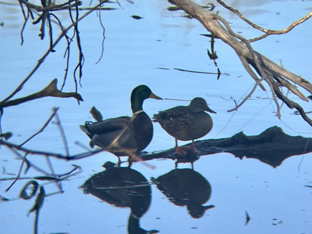 Mallard - ML646066748