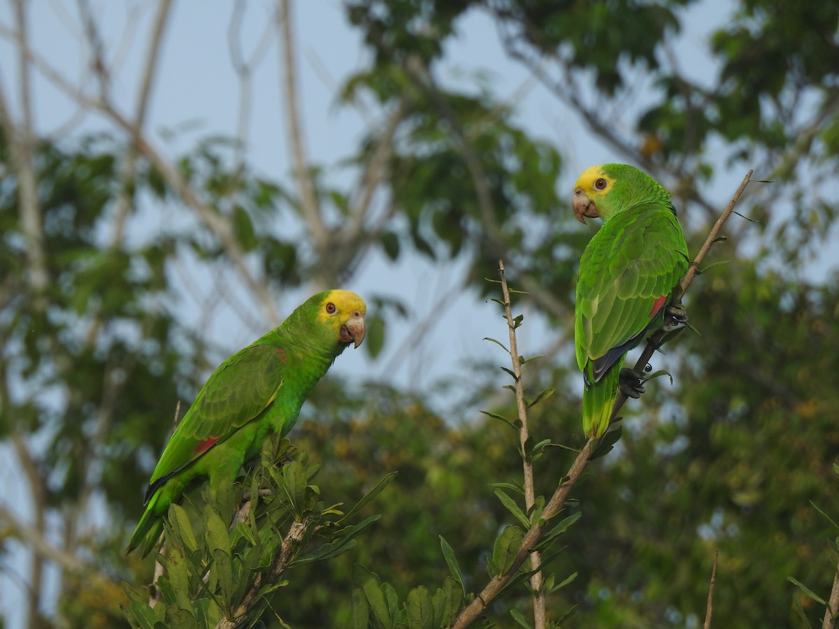 Gelbkopfamazone - ML646066750