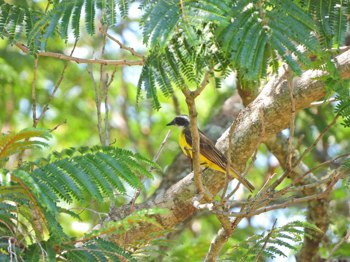 Красношапочный бентеви - ML646066753