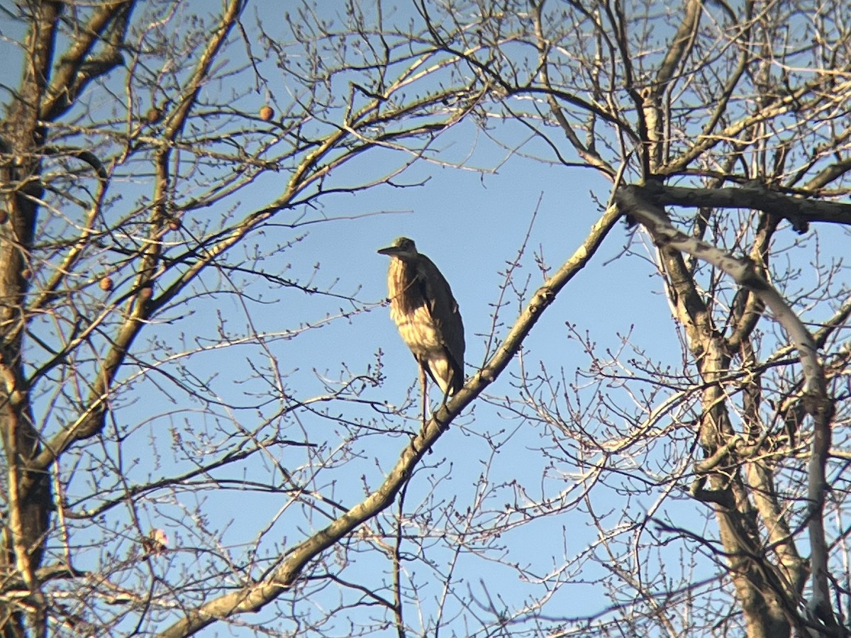 Great Blue Heron - ML646066755